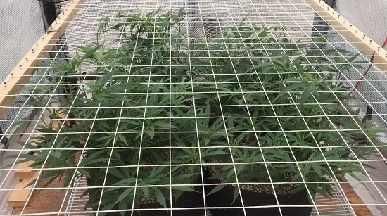 scrog - WeWeed.it Screen of Green