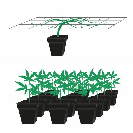 scrog2 - WeWeed.it