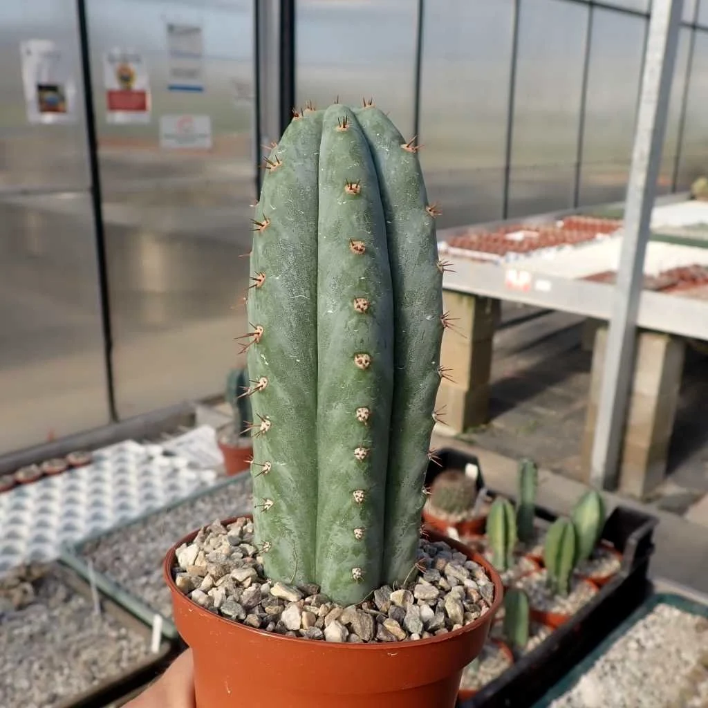 san pedro