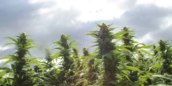 come capire se è indica o sativa? - WeWeed.it come capire se è indica o sativa?