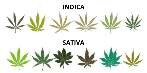 Cosa cambia tra sativa e indica - WeWeed.it Cosa cambia tra sativa e indica