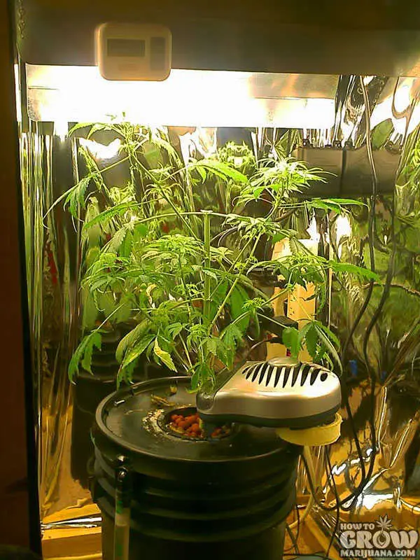 Grow Box Fai Da Te in casa