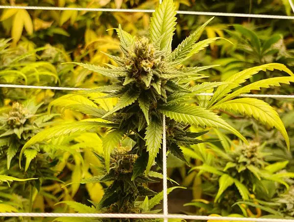Foglie Gialle Cannabis