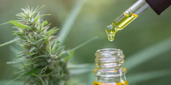 a cosa serve l olio cbd?