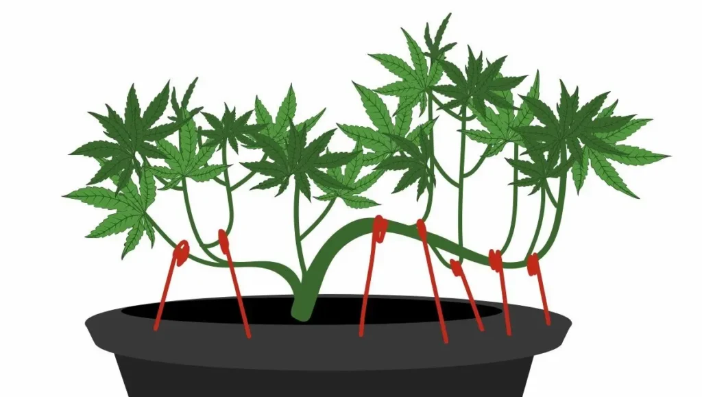 low stress training autofiorenti - WeWeed.it Low stress training autofiorenti