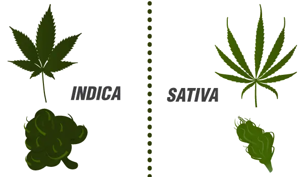 sativa indica differenze - WeWeed.it sativa indica