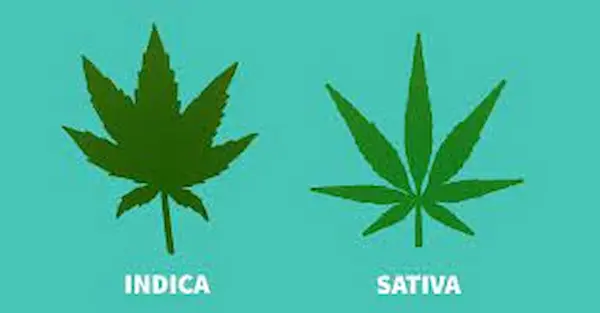 sativa indica - WeWeed.it cannabis sativa indica differenze