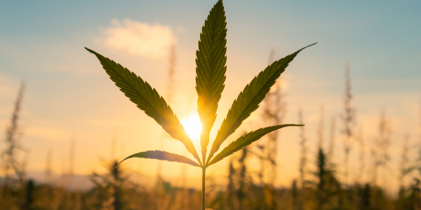 Quali sono le regole dei cannabis social club a Malta?