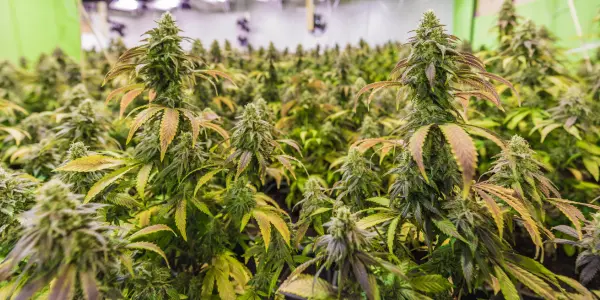 Quali sono le regole dei cannabis club di Alicante?