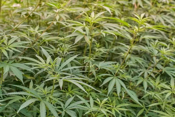 Piante di Cannabis1 - WeWeed.it Piante di Cannabis
