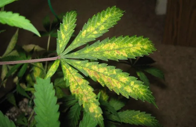 Carenze Cannabis