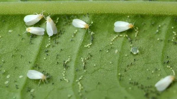 mosca bianca - WeWeed.it Mosche Bianche