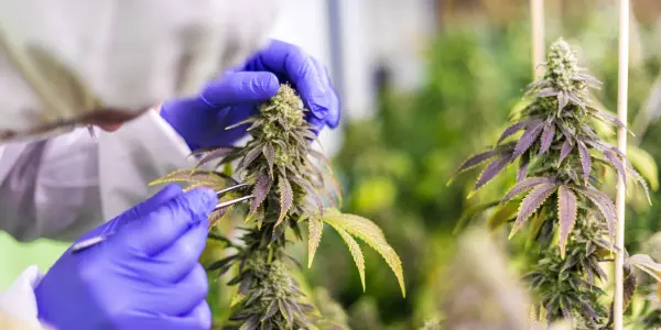Quali sono le regole dei Cannabis Social Club Madrid