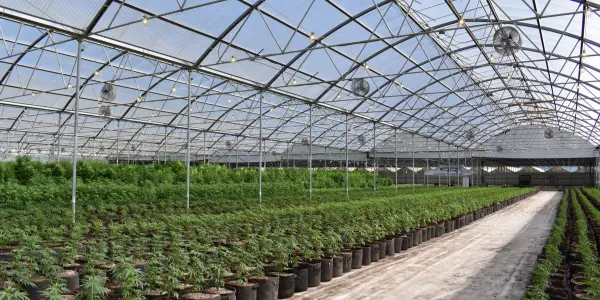 cannabis Portogallo - WeWeed.it cannabis Portogallo