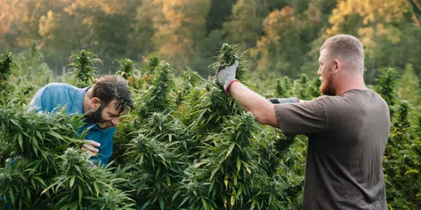 Portogallo cannabis