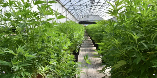 cannabis club Barcellona