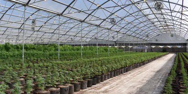 piantine cannabis - WeWeed.it piantine cannabis