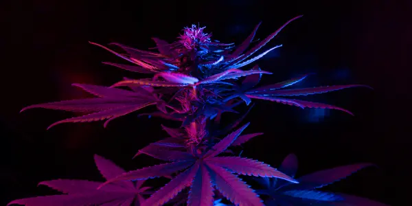 marijuana viola - WeWeed.it marijuana viola