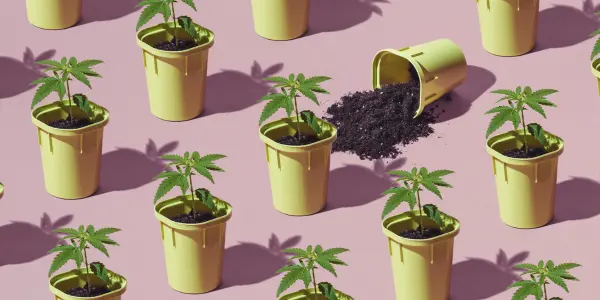 Quanto ci vuole a far crescere una piantina di cannabis? - WeWeed.it Quanto ci vuole a far crescere una piantina di cannabis?