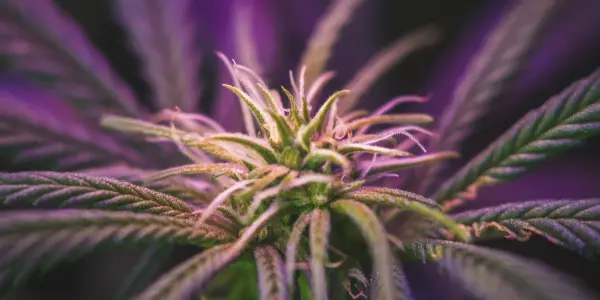 purple weed - WeWeed.it purple weed