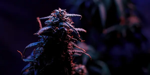 Differenza CBN e CBD - WeWeed.it Differenza CBN e CBD
