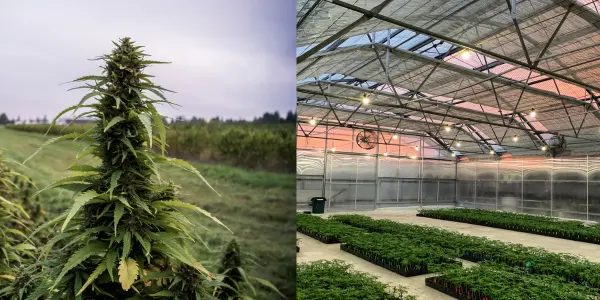 piantine cannabis - WeWeed.it piantine cannabis
