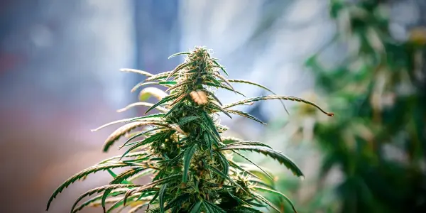 purple weed - WeWeed.it purple weed
