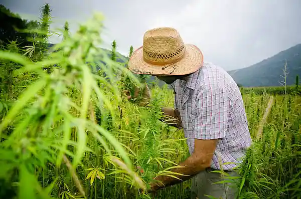 CBG Effetti2 - WeWeed.it CBG Effetti collaterali