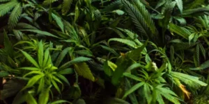 effetti marijuana