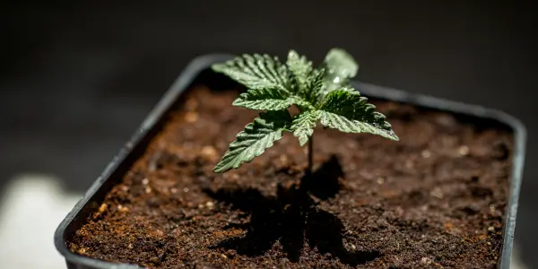 pianta di marijuana - WeWeed.it pianta di marijuana