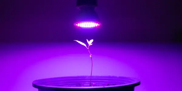 pianta di marijuana - WeWeed.it pianta di marijuana