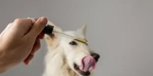 olio cbd animali