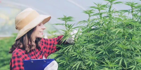 Quanta erba esce da una pianta? - WeWeed.it Quanta erba esce da una pianta?
