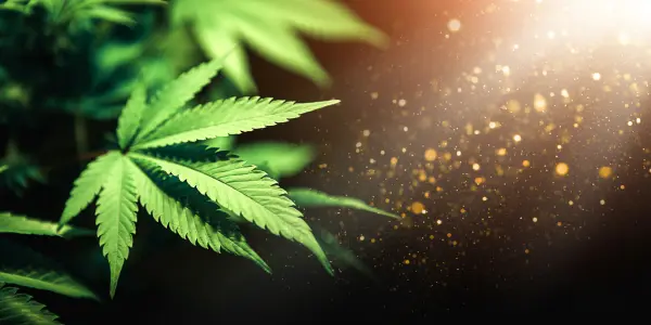 effetti sul cervello dell'hashish