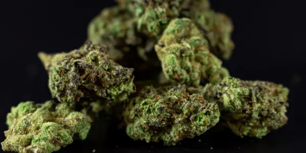 Quando produce una pianta di marijuana? - WeWeed.it Quando produce una pianta di marijuana?