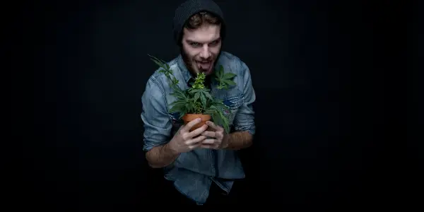 effetti hashish cbd