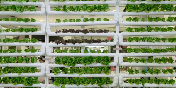 agricoltura verticale