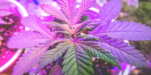 sativa significato