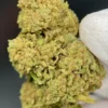 Critical Lime1