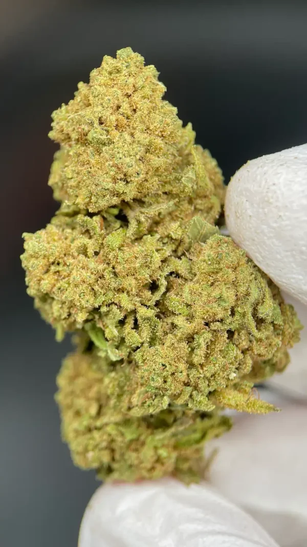 Critical Lime1
