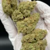 Northern Lights  - Premium