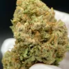 Northern Lights  - Premium