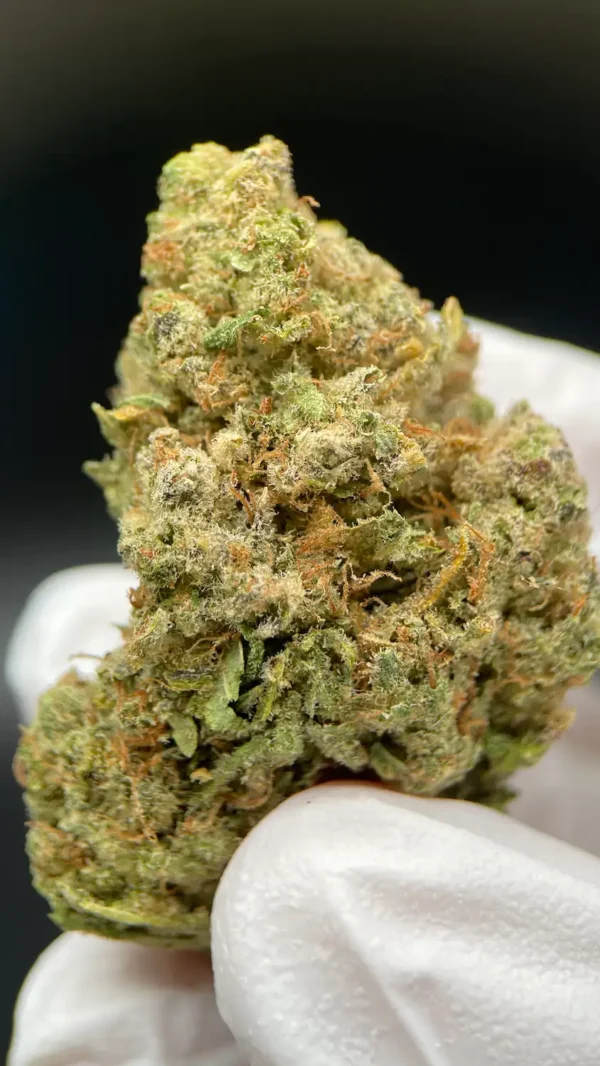Northern Lights  - Premium