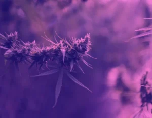 una pianta di canapa sativa femmina in fiore