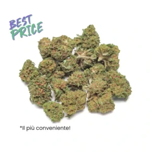 orange skunk baby 24 - WeWeed.it Orange skunk cannabis