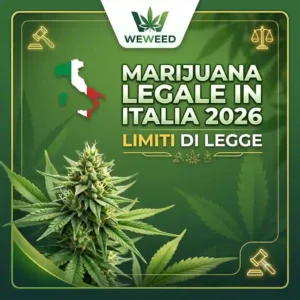 Poster about legal marijuana in Italy 2026 with cannabis plant and symbols; text reads 'Marijuana legale in Italia 2026' and 'Limiti di legge'