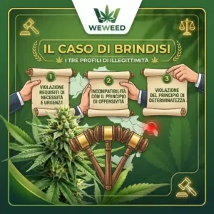 marijuana legale in italia nel 2026 cosa è consentito
