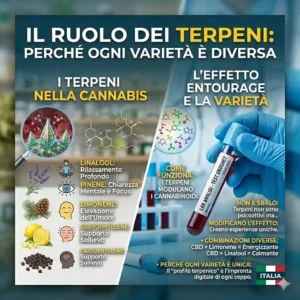 cannabis light effetti