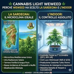 Confronto cannabis light indoor outdoor greenhouse tre cime a confronto1