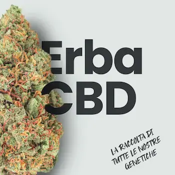 Cannabis legale indoor WeWeed — infiorescenze CBD coltivate in Italia